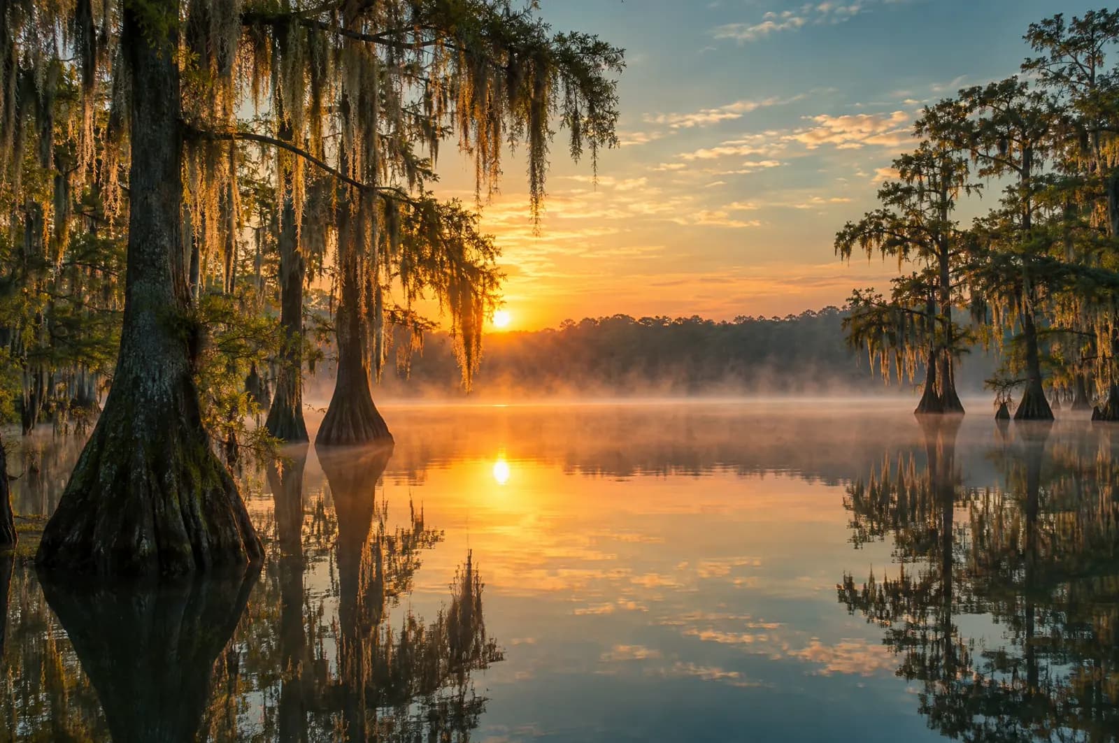 Cypress trees reflected in still water at sunrise